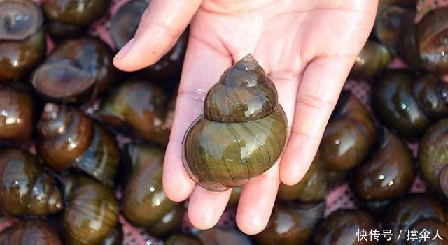 皇禾|钓鱼几十年,唯独最服这钓法,省时省力---皇禾钓具