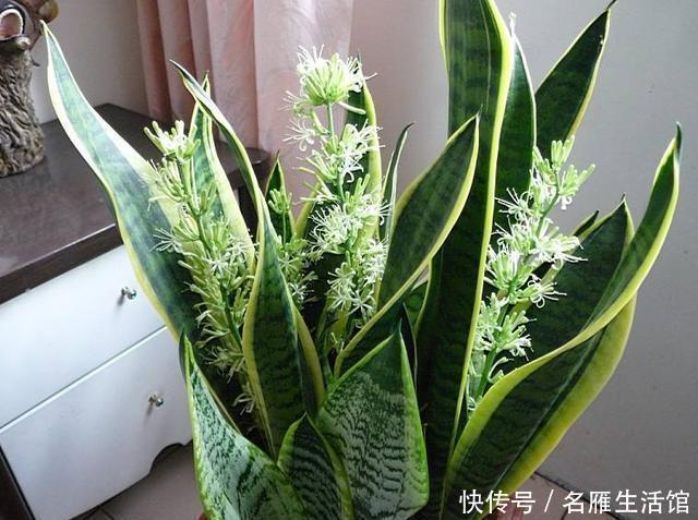 养护|虎皮兰有“4怕”,避开后,叶子旺盛“增1倍”,花友早记住