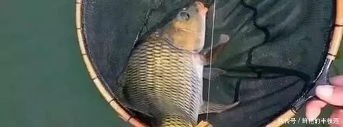 鲤鱼“戒不掉”的饵料，水里一扔，鲤鱼拼命咬钩，拉杆到手软