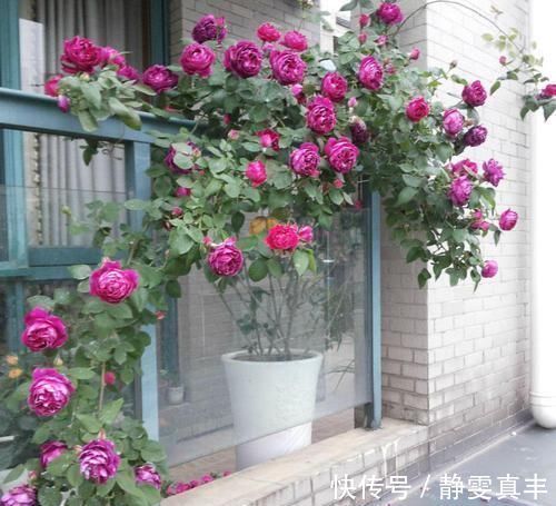 5种“耐寒花”，趁着秋天种一盆，爆花3个月，冬天不寂寞