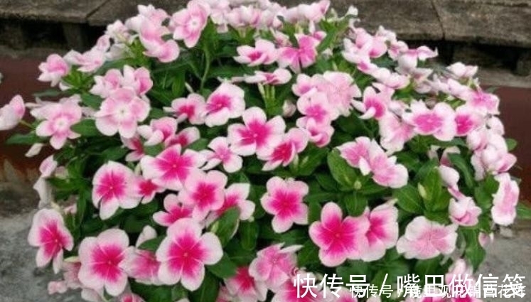 新手|4种花新手入手不会亏,沾土就能活,开花漂亮,绚丽多彩