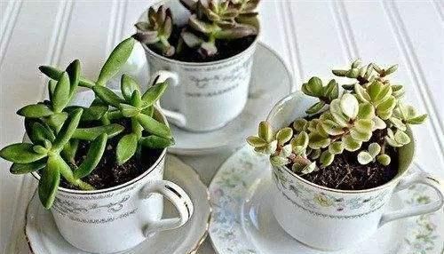 养花|除了花盆之外，这些东西也是绝佳的养花神器，你用过吗？