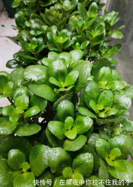 秋天到长寿花“撒欢长”,教你3个窍门,摁住枝条,长花苞