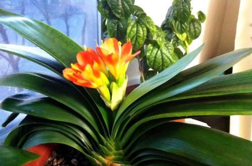 自家的君子兰总是软趴趴？那是养错了，及时改正叶片如利剑