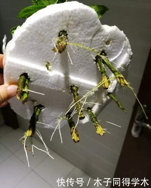  油桶|家里的油桶别再扔，比花盆还好用，养花种菜是神器