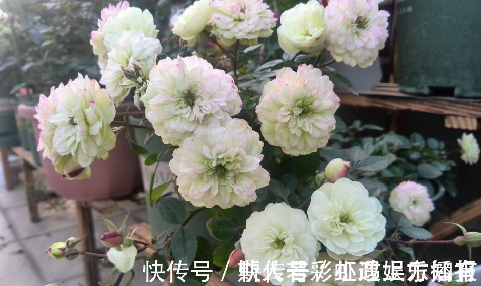绿冰|此盆栽植物号称开花机器,全年都开花,种植容易,室内也能种