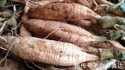 卵巢|女性常吃4大碱性食物，给卵巢来个“大扫除”，子宫越来越健康