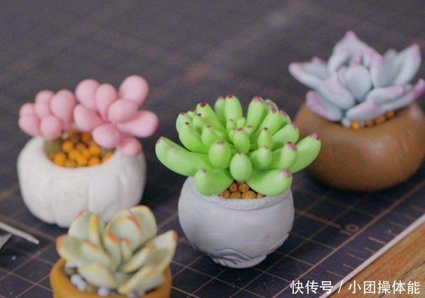 11种“肉圈”里常用的专用术语,想养好多肉,你必须了解!