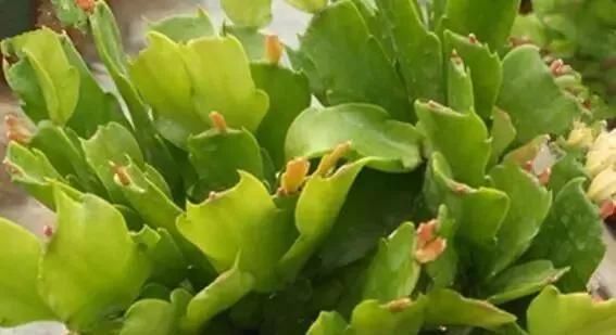 1种“液体”滴盆里,蟹爪兰一次能开300朵,年年“开花”好几次