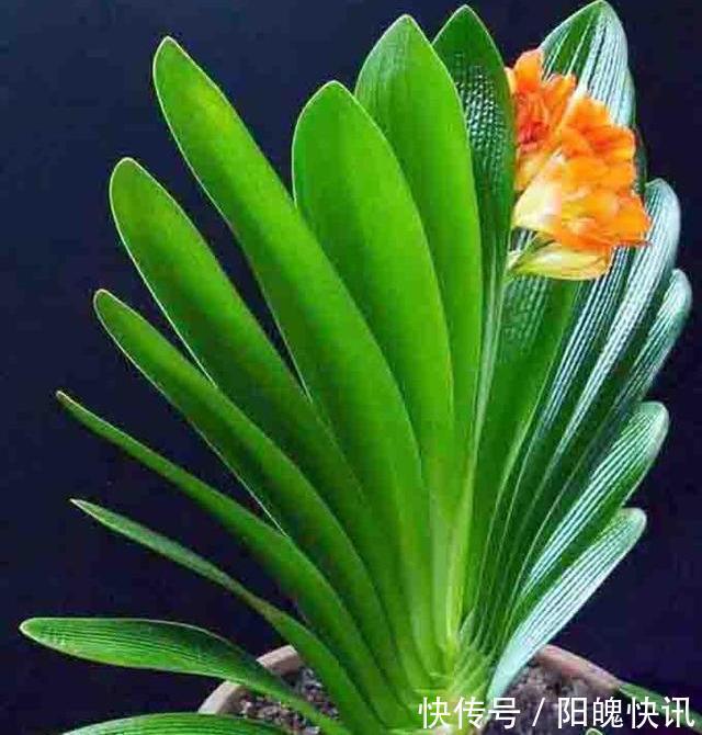 养花施肥“老三样”,掐准时间,看准比例,养一盆爆一盆