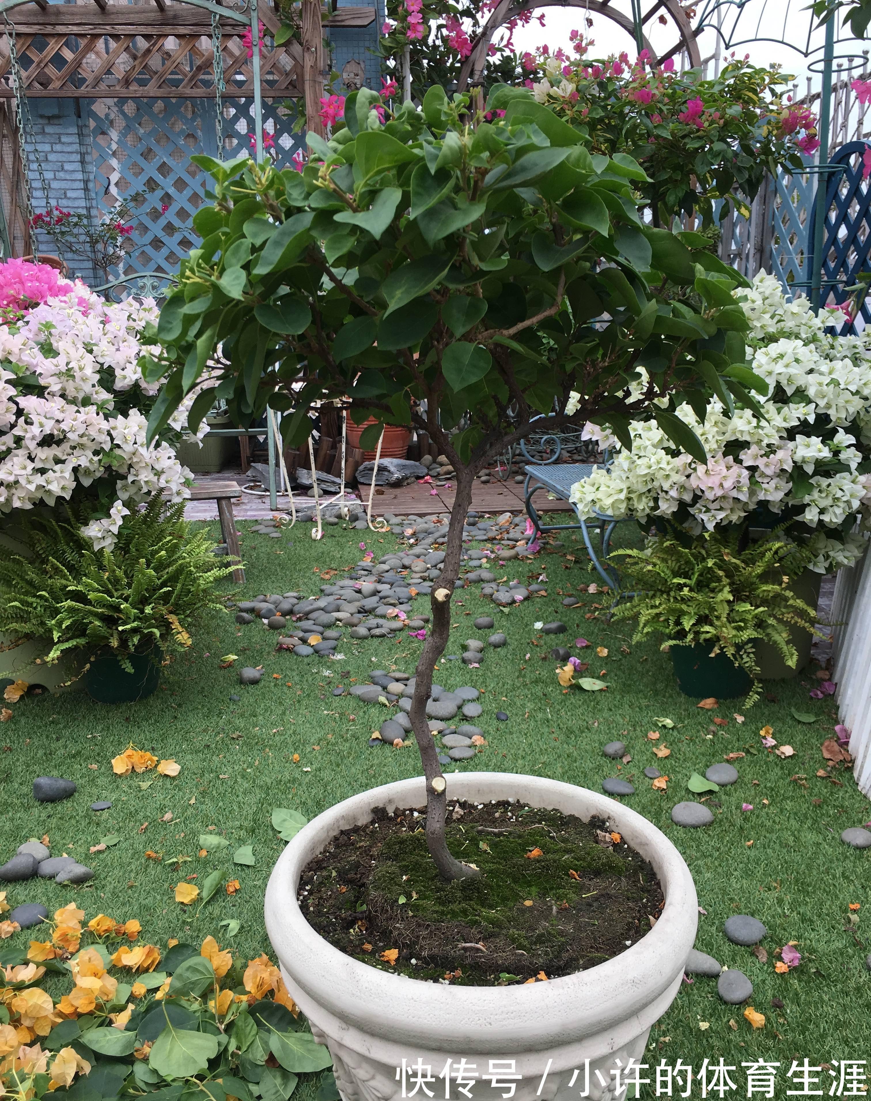 下雪前,5种“漂亮花”赶快修剪,来年爆花,就靠现在