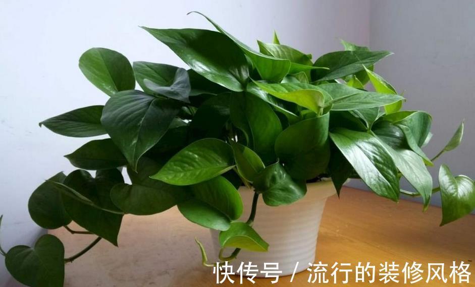 花友|家庭养花,盆栽黄叶不用慌,学会这些,随便来一招就搞定