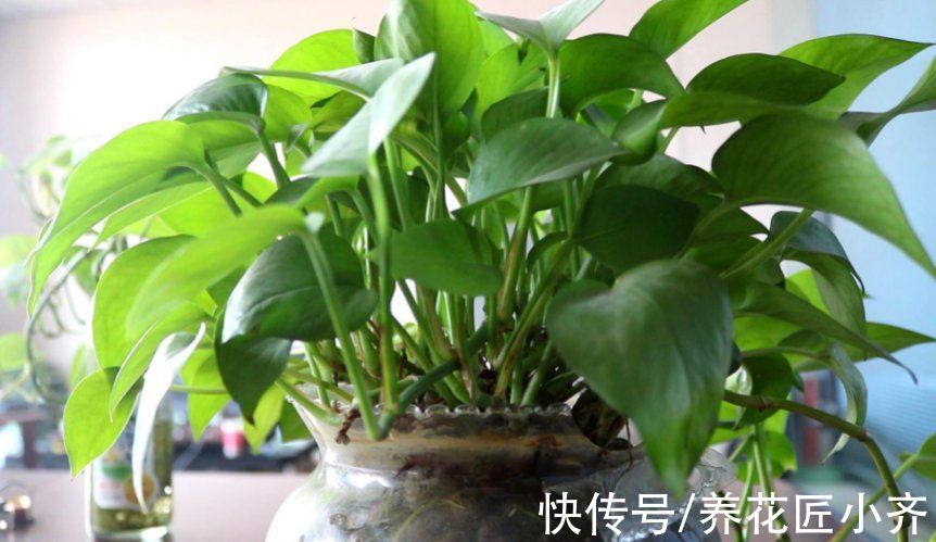 卧室养绿植净化空气？不要盲目信“专家”，看看这几点你就明白了