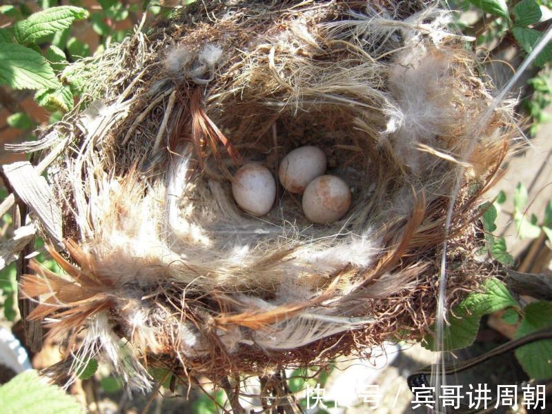 可单|天然的“雄激素”，男人40后，每天吃一口，精力旺盛更年轻