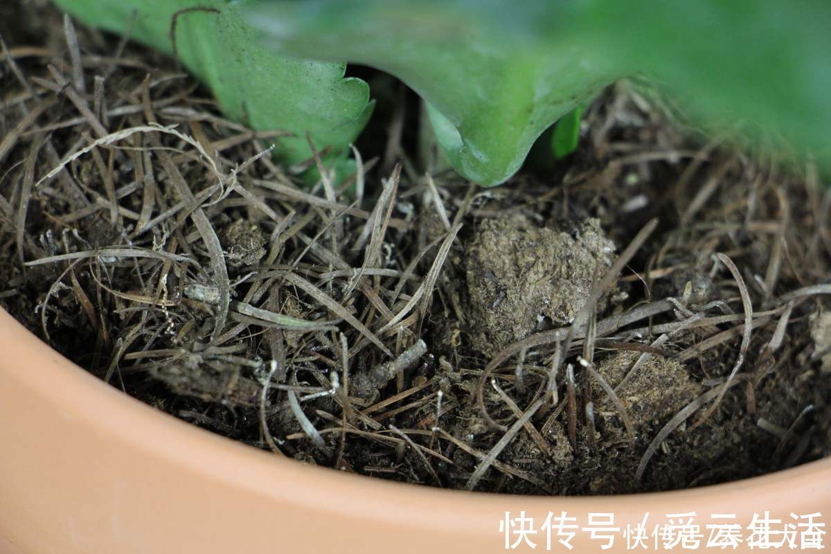 花店老板绝不外传的5个养花小技巧，简单实用，轻松成为养花高手