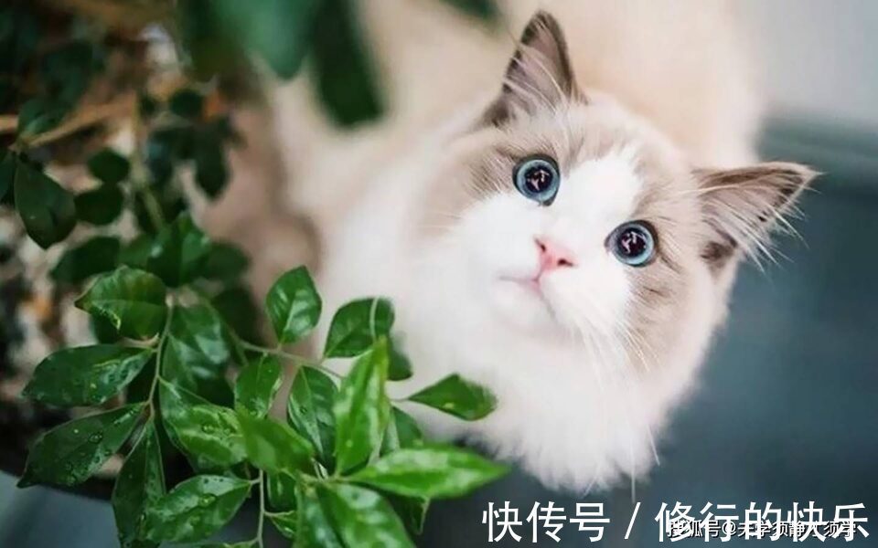 |幽默笑话:昨晚单位聚餐,因为开心多喝了一点,回到家被我媳妇臭骂了一顿!