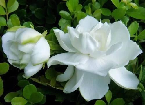 花市遇到3种花,掉头就走不要买,买回家养不活