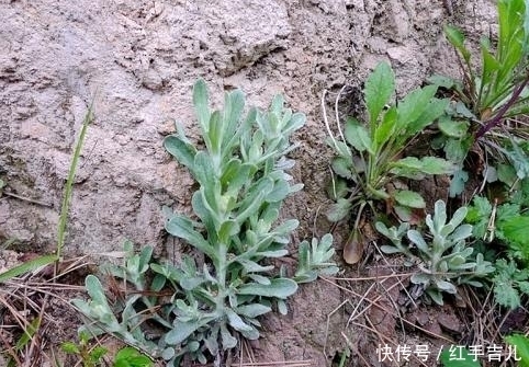 农民|田埂上一矮小野草,农民用来做糍粑,是传统美食,营养价值高