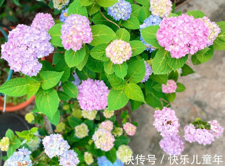 冬日室内盆栽绣球花,记不住这4点要求算白干