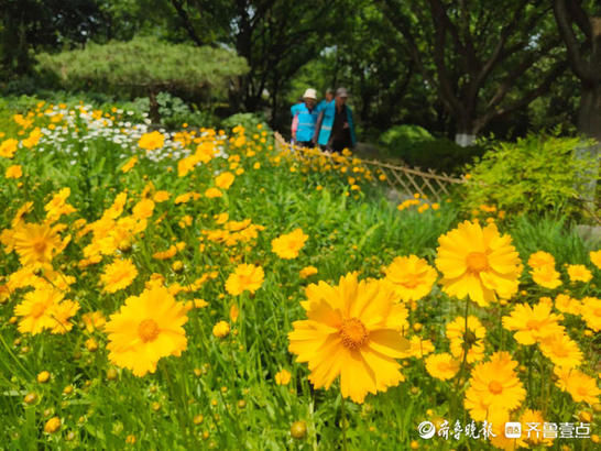 齐鲁|花开齐鲁｜惊艳绽放！济南泉城公园金鸡菊开，承包你的醉美初夏