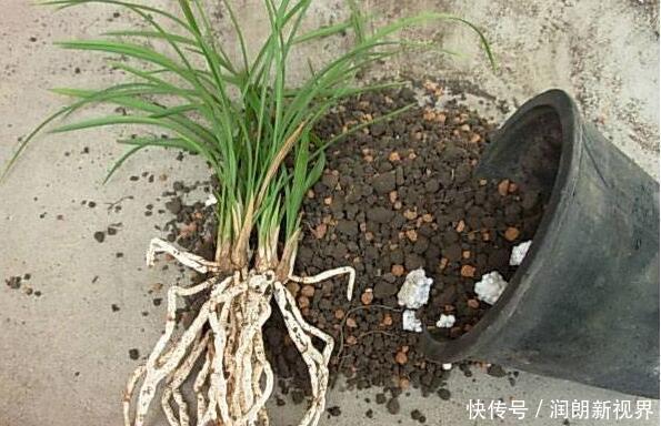 养花|换下来的“旧土”怎么办几个小方法,旧土变新土,照样能养花!