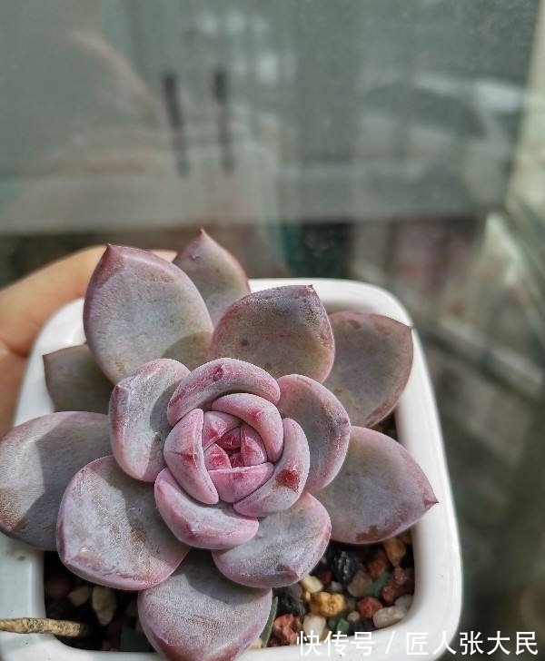 钱串子|19种多肉,花市买来像白捡,离流行趋势更近了