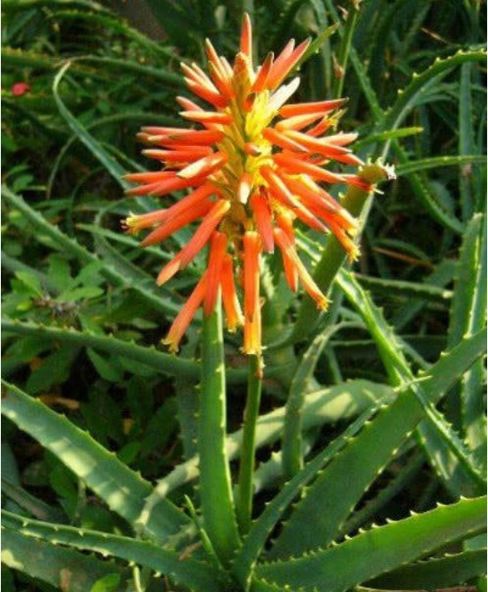 4种花最适合养家里,花朵硕大开花美,花香四溢飘满屋,美