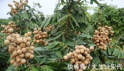 龙眼|会吃的人最健康,坚持吃以下食物,排毒清肠,清热去火,消除疲劳