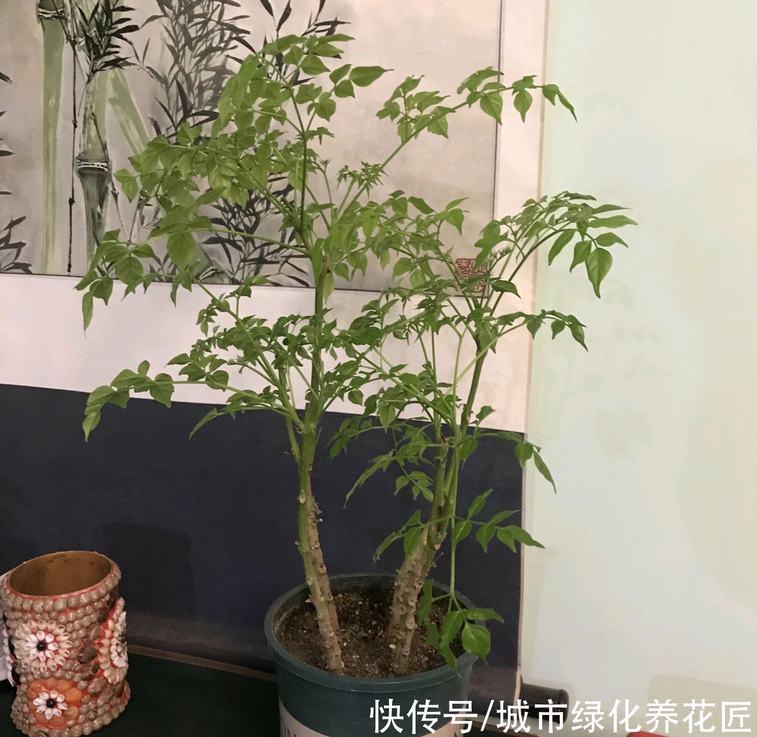 要点|为什么幸福树一到冬季就枯叶掉叶了，懒一点，两个要点别忽略