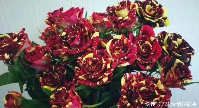 好特别的“1种花”,很多人都说“头回见”,你见过!