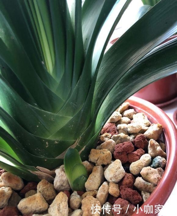 植物|油烟机里的废油是宝贝,兑水浇花,效果很好,观叶植物都可以用