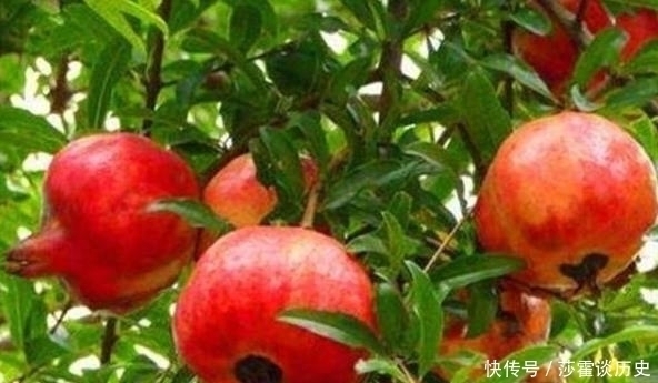 秦始皇陵|秦始皇陵到底有多少水银专家看看山顶的石榴树就明白了