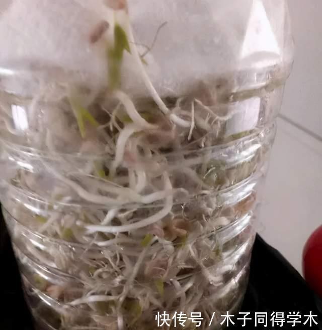 油桶|家里的油桶别再扔,比花盆还好用,养花种菜是神器