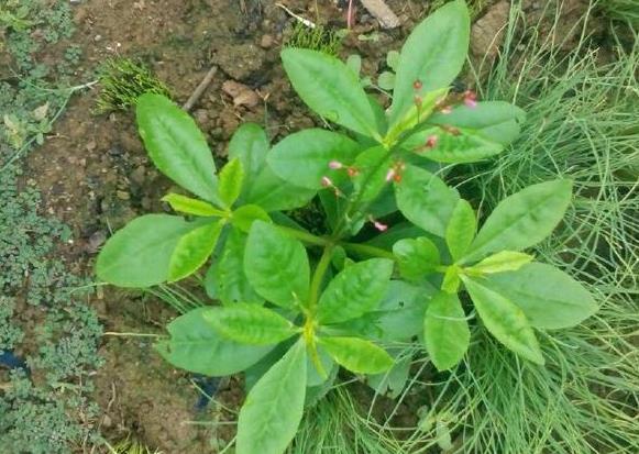 土人参|农村“野草”,价值超人参,以前不敢吃,今城里15一斤成稀罕货