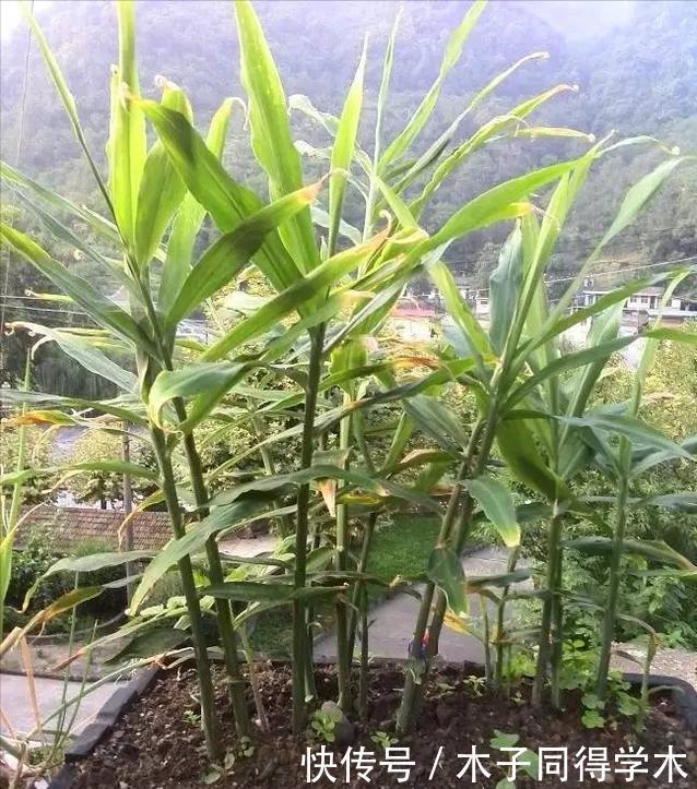 盆栽|阳台种生姜,只用泡沫箱,挖出几十斤,轻松收货“姜山”