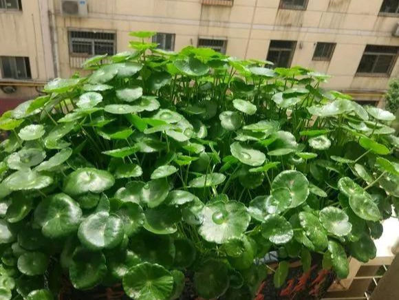 铜钱草养在这个地方,一周就爆盆,叶子能长成巴掌这么大