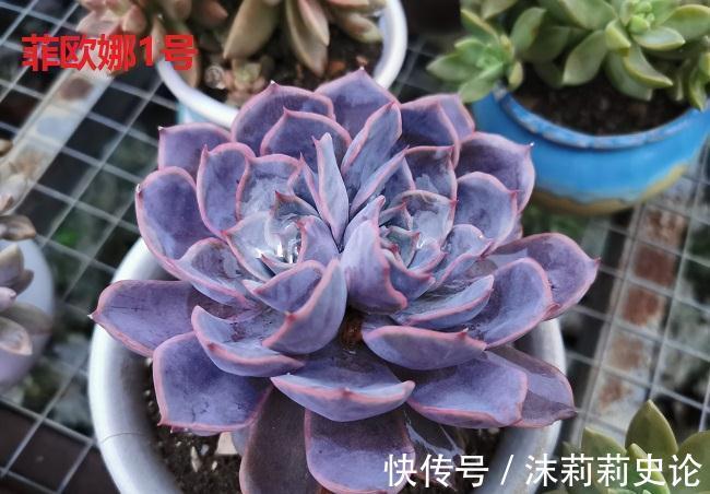 多肉植物好养活的几个品种,菲欧娜这个季节还能有粉紫色很美