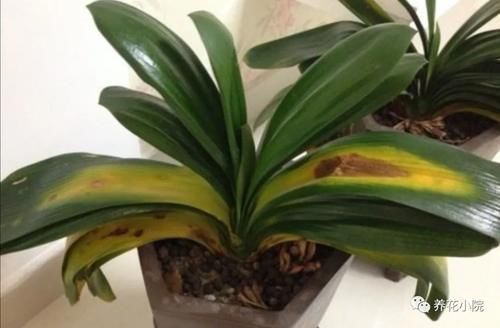 君子兰烂根又黄叶,因4个方面没做好,应及时改正养护方法