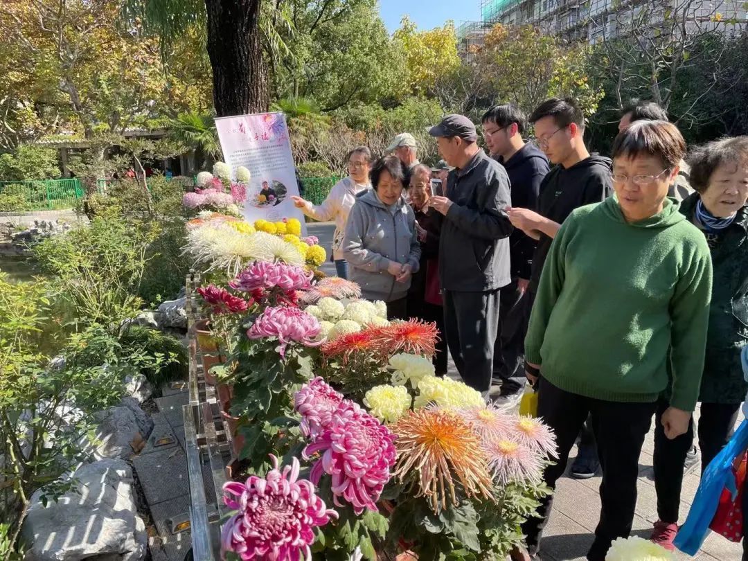 公园|美翻！近万朵菊花，在普陀这里统统免费观赏