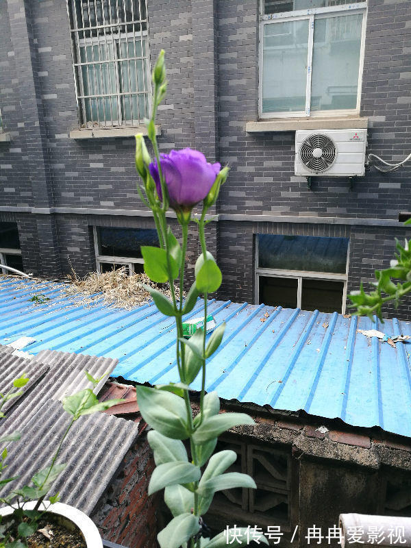 秋季养花大合集,30种花,你想要的我全有!