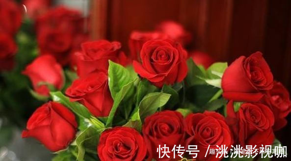 喜欢牡丹，不如养盆优良玫瑰“卡罗拉”，花开红如焰火，绚丽典雅