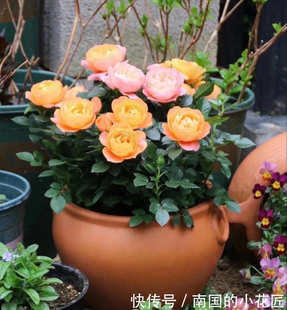 爆盆|把果汁阳台从小苗养到爆盆，只要两招，不仅花多颜色也美