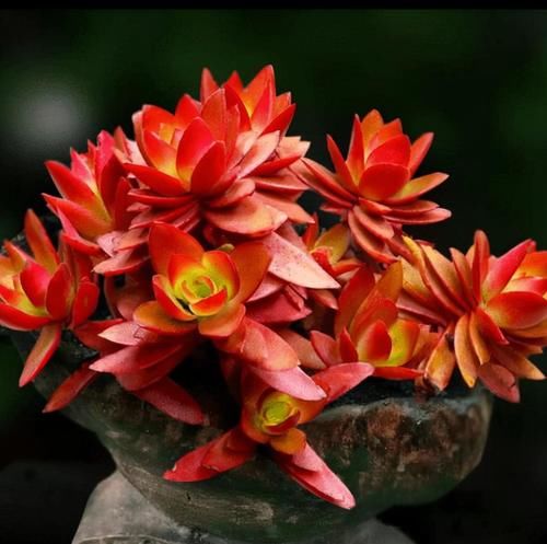 新手|秋天养盆多肉火祭，越晒越泼辣，叶片红似火焰，适合新手