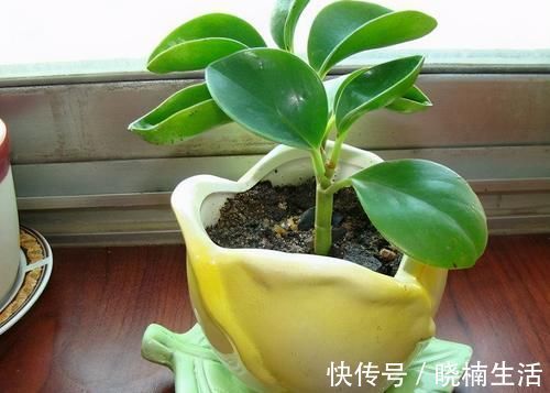 卧室养花,就养4种小绿植,有生机好管理