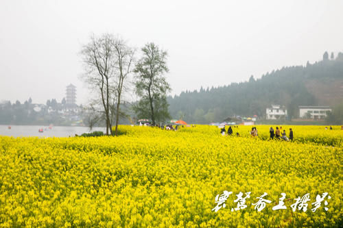 解密潼南的陈抟故里景区，来这里观赏油菜花海已成了水陆空全覆盖