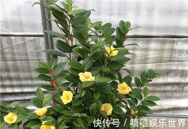 泡水|此茶花为我国独有,被誉为“植物黄金”,通体金黄,有钱难买到!