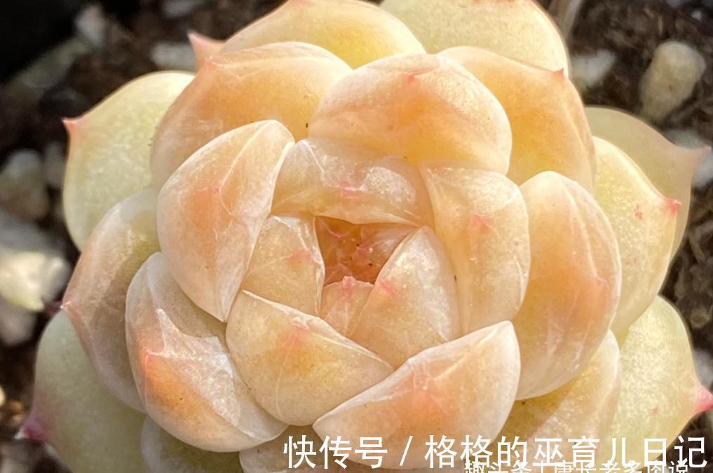 多肉冰魄不是冰玉,虽然名字只有一字之差,但它有2个明显的特征