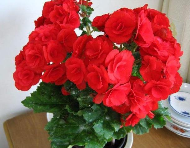 比月季还好看，比茉莉花期长，养盆丽格海棠，一年开花300天