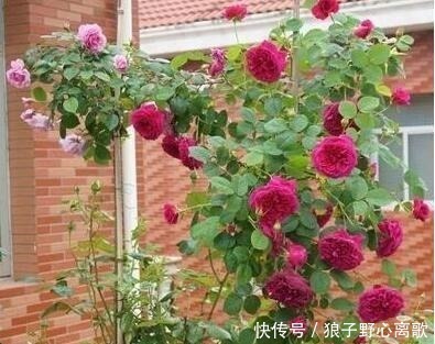 院子|这花很好看,院子阳台都能养,2年长一片,见的人都拍照发朋友圈!