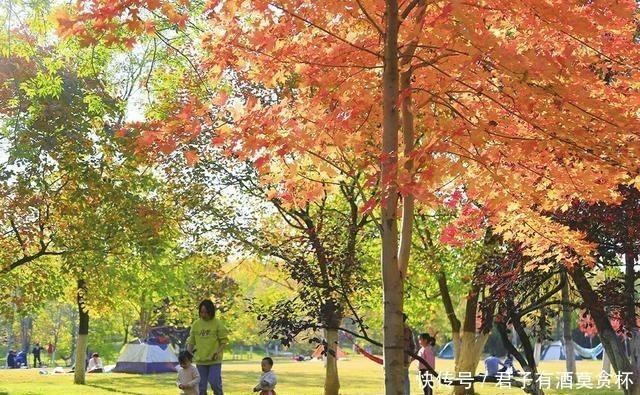 秋日|秋日美图逐个赏